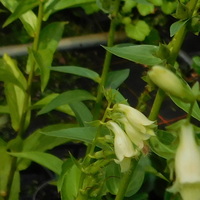 Digitalis lutea